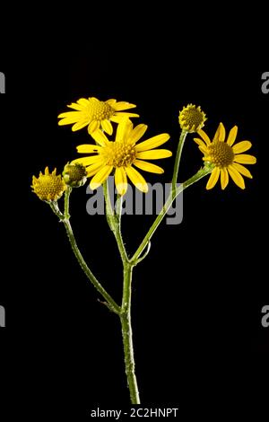 Senecio jacobaea San Giacomo-Erro Foto Stock