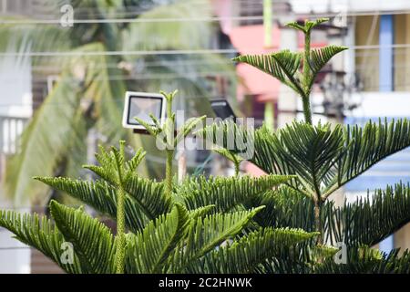 Verde Naturale siepe di Thuja conifere alberi (Platycladus orientalis) su isolati sullo sfondo della città. Pianta sempreverde. Natale in fiore foglie in sunligh Foto Stock