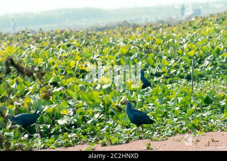 Primo piano della Moorhen o swamp hen, una dimensione di pollo becco rosso bird la raccolta di alimenti in lago di campo con la fioritura giacinto di acqua (Eichhornia crassipes) sul Po Foto Stock