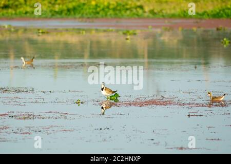 Spot fatturati cigni anatre oche o Pati(Hash di uccelli acquatici anatidi), una dimensione di pollo bird nuoto nel lago di campo con la fioritura giacinto di acqua (Eichhornia cr Foto Stock