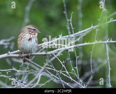 Song Sparrow, Melospiza melodia, nella riserva ripariana al Water Ranch, Gilbert, Arizona Foto Stock