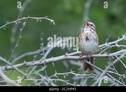 Song Sparrow, Melospiza melodia, nella riserva ripariana al Water Ranch, Gilbert, Arizona Foto Stock