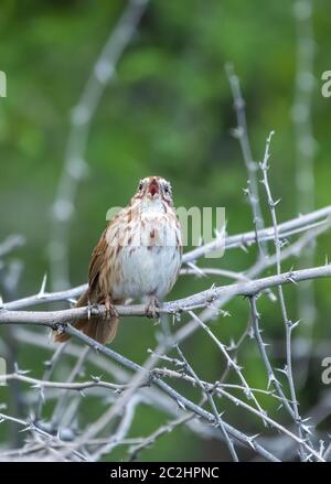 Song Sparrow, Melospiza melodia, nella riserva ripariana al Water Ranch, Gilbert, Arizona Foto Stock