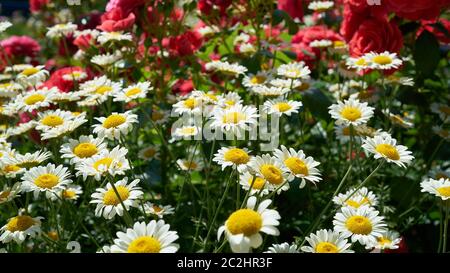 Fioritura marguerites in un aiuola di fiori in estate Foto Stock