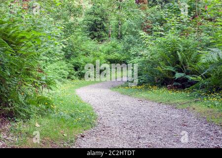 Sentiero o sentiero per passeggiate attraverso la fitta foresta, senza persone, concetto di modo, atmosfera rilassante e tranquilla. Foto Stock