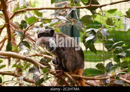 L'imperatore tamarina seduto su un ramo nello zoo. Foto Stock