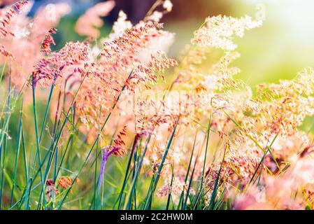 Tramonto su campo fiore erba Foto Stock