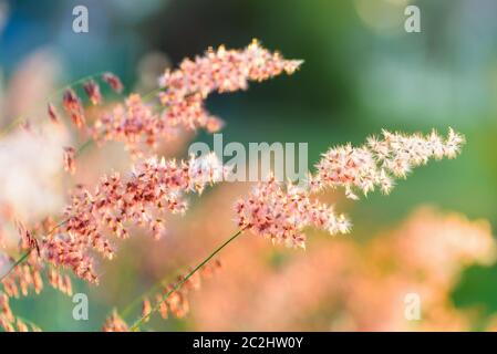 Tramonto su campo fiore erba Foto Stock