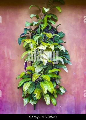 Piante tropicali su sfondo muro Foto Stock