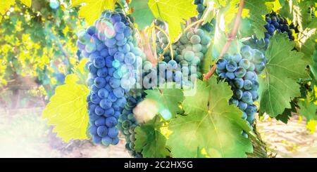 Un panorama di uva da vino in un vigneto di sole a destra prima del raccolto autunnale, tonica immagine, il fuoco selettivo Foto Stock
