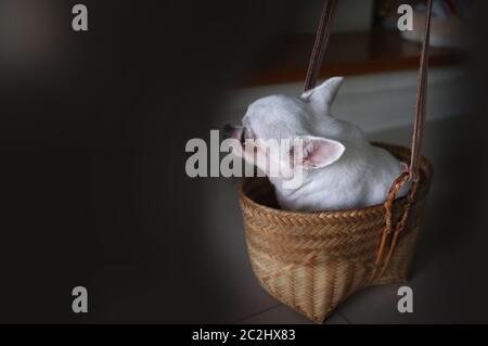 Carino chihuahua in un cestino . Sfondo PET Foto Stock