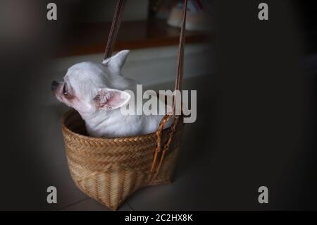 Carino chihuahua in un cestino . Sfondo PET Foto Stock