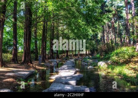 semiwon giardino metasequoia alberi Foto Stock