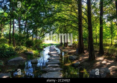 semiwon giardino metasequoia alberi Foto Stock