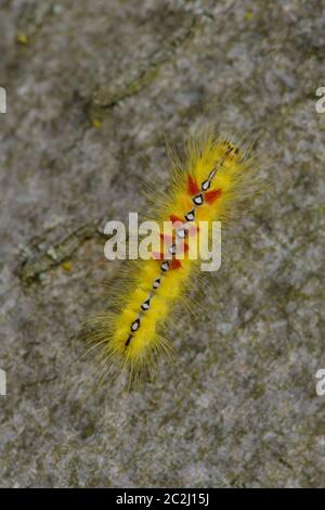 Caterpillar di Sycamore (falena) su un albero Foto Stock