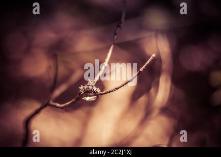 Bellissimi anelli di aggancio con diamanti lucidi posizionati su un ramo, con spazio per la copia, sfondo scuro Foto Stock