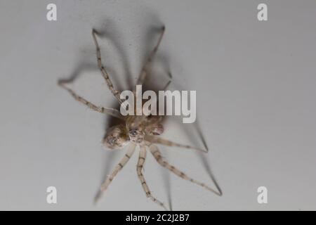 Macro shot estremo di una casa domestica ha fatto rotare su un muro. Foto Stock