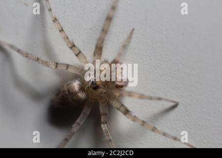 Macro shot estremo di una casa domestica ha fatto rotare su un muro. Foto Stock