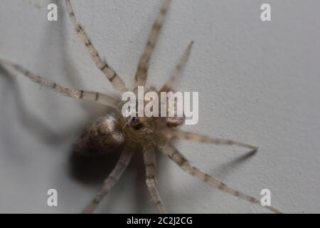 Macro shot estremo di una casa domestica ha fatto rotare su un muro. Foto Stock