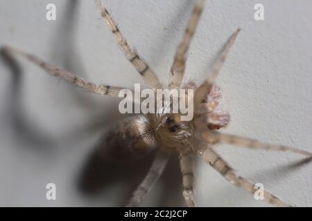 Macro shot estremo di una casa domestica ha fatto rotare su un muro. Foto Stock