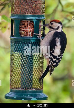 Un picchio su Bird Feeder Foto Stock