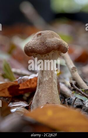 Unico giovane miele agaric fungo cresce nel fogliame autunnale di fronte a sfondo sfocato Foto Stock