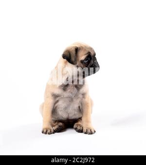 pug cucciolo seduto nel mio studio fotografico Foto Stock