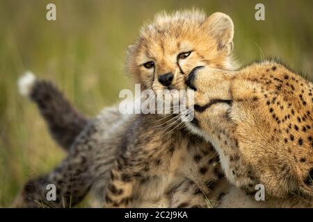 Close-up di ghepardo femmina giovane nuzzling cub Foto Stock