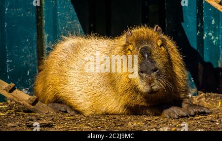 Ritratto closeup di un capybara, la più grande specie di roditori del mondo, cavia tropicale dal Sud America Foto Stock