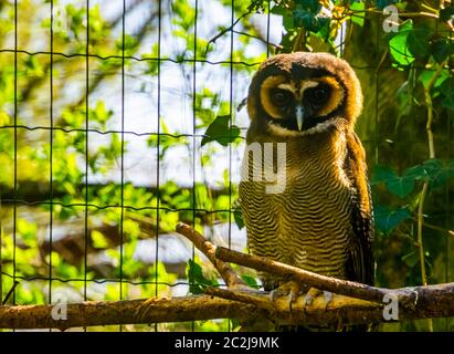 Gufo di legno marrone seduto su un ramo in closeup, specie di uccello tropicale forma Asia Foto Stock