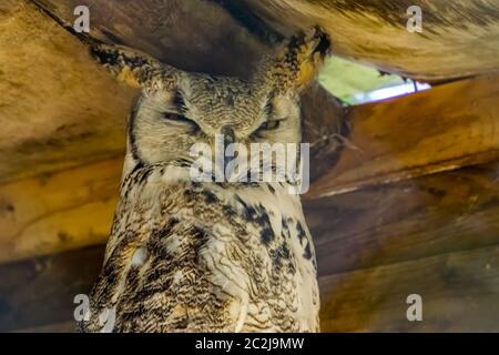 ritratto closeup di grande gufo cornato, specie di uccello dal canada e dall'america Foto Stock