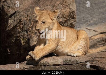 Close-up di LION CUB giacente su kopje Foto Stock