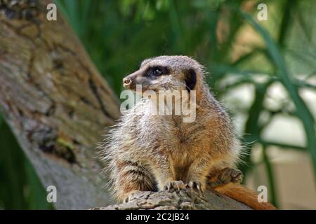 Meerkat sul log guardando verso sinistra in modo che faccia è nel profilo. Lo sfondo è tronco di albero e foglie. Foto Stock