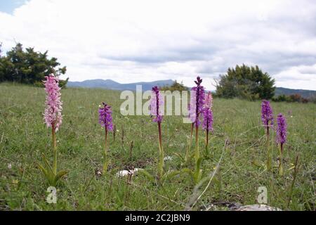 Orchidee rosa in un prato alpino inferiore vicino al villaggio di Rimon nella valle Drome, Francia. Sfondo di piccoli alberi e le alpi oltre con un gre Foto Stock