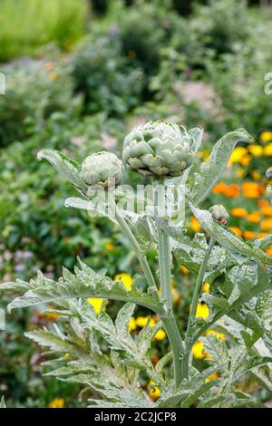 Le gemme commestibili di carciofo globo, Cynara cardunculus var. Scolymus, che cresce in un giardino di cucina in tarda primavera / inizio estate in Surrey, Inghilterra Foto Stock