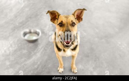 Un cane affamato sta aspettando in attesa di qualcuno per riempire la sua ciotola con cibo Foto Stock