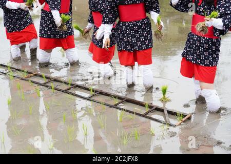 Il giapponese le giovani ragazze piantagione del risone terreni agricoli. Il festival di santa a pregare per il buon raccolto Foto Stock