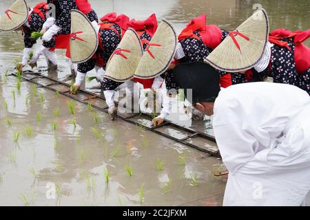 Il giapponese le giovani ragazze piantagione del risone terreni agricoli. Il festival di santa a pregare per il buon raccolto Foto Stock