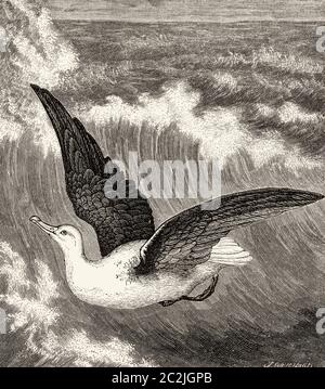 Esulani di Diomedea. Albastro vagante, albatross innevato, albatross alato bianco. Illustrazione incisa del 19 ° secolo, El Mundo Ilustrado 1880 Foto Stock