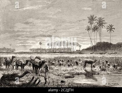 Lo zafra. Raccolta di canna da zucchero nella valle del fiume Nilo, antico Egitto. Illustrazione incisa del 19 ° secolo, El Mundo Ilustrado 1880 Foto Stock