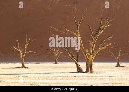 Sossousvlei Park, Deadvlei, Namibia Foto Stock