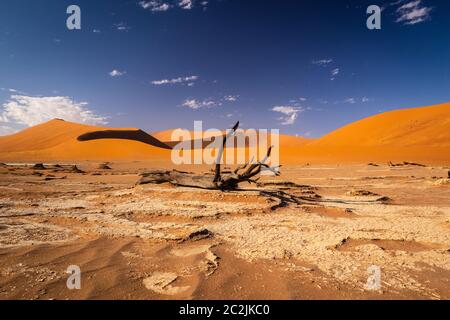 Sossousvlei Park, Deadvlei, Namibia Foto Stock