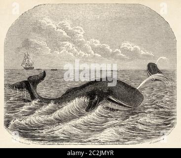 Physeter macrocephalus. La balena dello sperma è una specie di mammifero marino dell'infrastruttura Cetacea del parvorden Odontoceti. Illustrazione incisa del 19 ° secolo, El Mundo Ilustrado 1880 Foto Stock