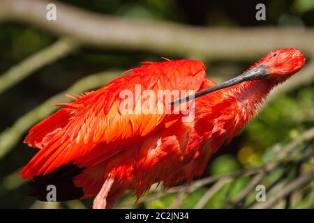 Scarlet Ibis (Eudocimus ruber) Foto Stock