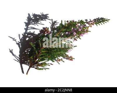 un piccolo sprig di erica selvaggia della brughiera con fiori viola su uno sfondo bianco con ombra Foto Stock