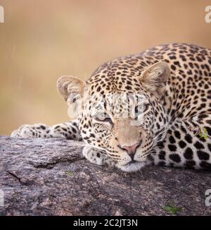 Ritratto del volto di leopard che riposa sull'albero guardando direttamente in una macchina fotografica sotto la pioggia frizzante nel Kruger Park Sud Africa Foto Stock