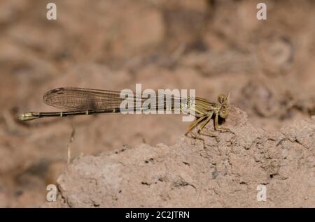 Ballerino con fronte blu, Argia apicalis, maschio immaturo Foto Stock