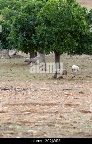 Gregge di pecore in piedi Foto Stock