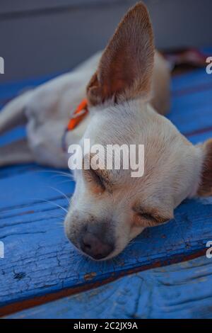 Chihuahua dormendo in un pavimento di wodden Foto Stock