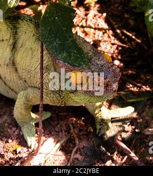 Ritratto del camaleonte di Parson, alias Calumma parsonii, nel Parco Nazionale Andasibe-Mantadia, Madagascar Foto Stock